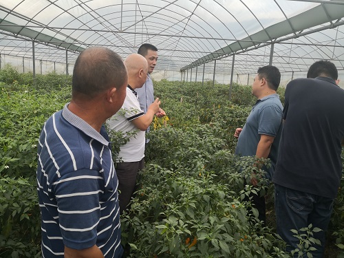 省厅到永安市开展永安黄椒国家地理标志农产品保护工程项目调研