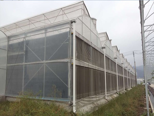 工厂化蔬菜种植 福建龙泰大棚搭建报价 工厂化蔬菜种植安装